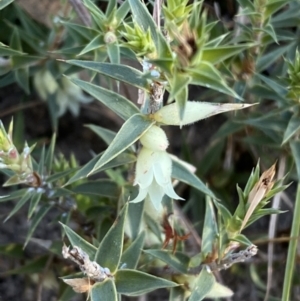 Melichrus urceolatus at Jerrabomberra, NSW - 16 Jul 2022