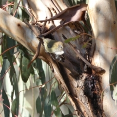 Acanthiza lineata (Striated Thornbill) at Jerrabomberra, NSW - 15 Jul 2022 by Steve_Bok