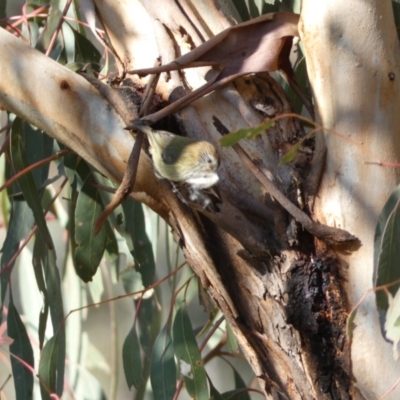 Acanthiza lineata (Striated Thornbill) at Jerrabomberra, NSW - 15 Jul 2022 by SteveBorkowskis