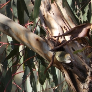 Acanthiza lineata at Jerrabomberra, NSW - 15 Jul 2022