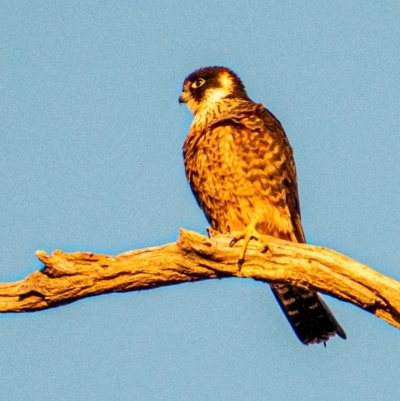 Falco longipennis (Australian Hobby) at Chapman, ACT - 16 Jul 2022 by Chris Appleton