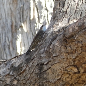 Cormobates leucophaea at Jerrabomberra, NSW - 15 Jul 2022 04:03 PM