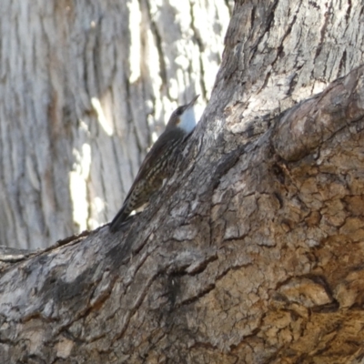 Cormobates leucophaea (White-throated Treecreeper) at Jerrabomberra, NSW - 15 Jul 2022 by SteveBorkowskis