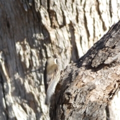 Cormobates leucophaea at Jerrabomberra, NSW - 15 Jul 2022