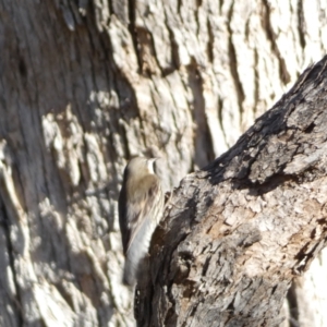 Cormobates leucophaea at Jerrabomberra, NSW - 15 Jul 2022 04:03 PM