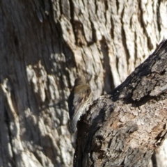 Cormobates leucophaea at Jerrabomberra, NSW - 15 Jul 2022 04:03 PM