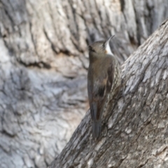 Cormobates leucophaea at Jerrabomberra, NSW - 15 Jul 2022 04:03 PM