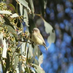 Smicrornis brevirostris at Jerrabomberra, NSW - 15 Jul 2022