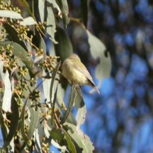 Smicrornis brevirostris at Jerrabomberra, NSW - 15 Jul 2022