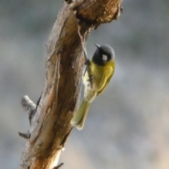 Nesoptilotis leucotis (White-eared Honeyeater) at Jerrabomberra, NSW - 15 Jul 2022 by Steve_Bok