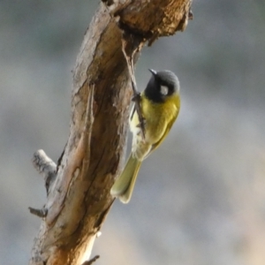 Nesoptilotis leucotis at Jerrabomberra, NSW - 15 Jul 2022 04:32 PM