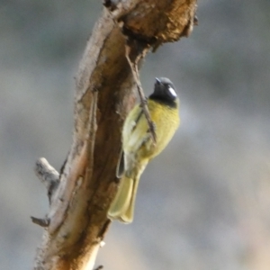 Nesoptilotis leucotis at Jerrabomberra, NSW - 15 Jul 2022 04:32 PM