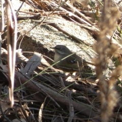 Sericornis frontalis (White-browed Scrubwren) at Jerrabomberra, NSW - 15 Jul 2022 by Steve_Bok