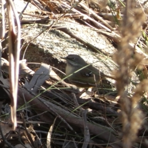 Sericornis frontalis at Jerrabomberra, NSW - 15 Jul 2022