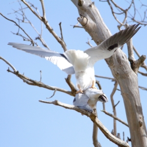 Elanus axillaris at Throsby, ACT - 16 Jul 2022 01:21 PM