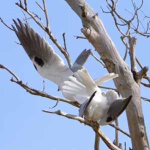 Elanus axillaris at Throsby, ACT - 16 Jul 2022 01:21 PM