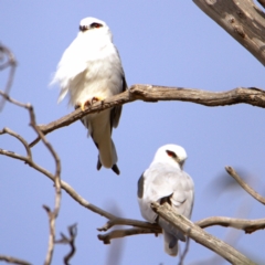 Elanus axillaris at Throsby, ACT - 16 Jul 2022 01:21 PM