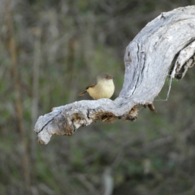 Acanthiza reguloides (Buff-rumped Thornbill) at Jerrabomberra, NSW - 15 Jul 2022 by SteveBorkowskis