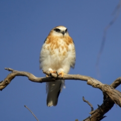 Elanus axillaris (Black-shouldered Kite) at Goorooyarroo NR (ACT) - 16 Jul 2022 by jb2602