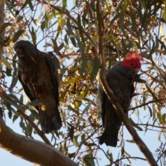 Callocephalon fimbriatum (Gang-gang Cockatoo) at Jerrabomberra, NSW - 15 Jul 2022 by SteveBorkowskis