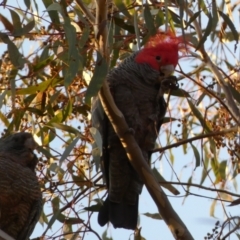 Callocephalon fimbriatum at Jerrabomberra, NSW - suppressed