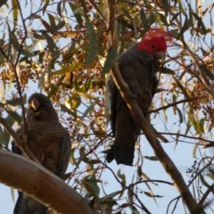 Callocephalon fimbriatum at Jerrabomberra, NSW - suppressed