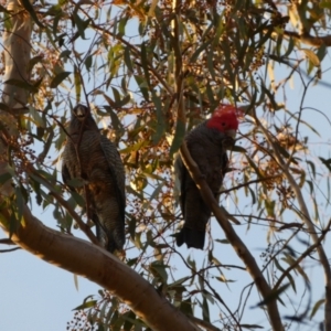 Callocephalon fimbriatum at Jerrabomberra, NSW - 15 Jul 2022