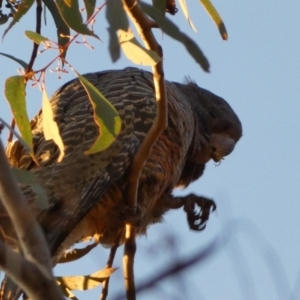 Callocephalon fimbriatum at Jerrabomberra, NSW - 15 Jul 2022