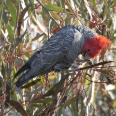 Callocephalon fimbriatum (Gang-gang Cockatoo) at Jerrabomberra Creek - 16 Jul 2022 by Steve_Bok