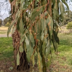 Eucalyptus sp. (A Gum Tree) at Watson, ACT - 15 Jul 2022 by AniseStar