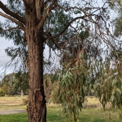 Eucalyptus sp. at Watson, ACT - 16 Jul 2022