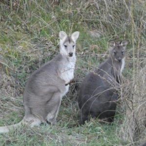 Osphranter robustus robustus at Jerrabomberra, NSW - 16 Jul 2022