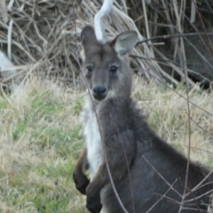 Osphranter robustus robustus at Jerrabomberra, NSW - 16 Jul 2022