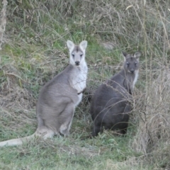 Osphranter robustus robustus at Jerrabomberra, NSW - 16 Jul 2022