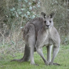 Macropus giganteus (Eastern Grey Kangaroo) at QPRC LGA - 16 Jul 2022 by Steve_Bok