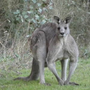 Macropus giganteus at Jerrabomberra, NSW - 16 Jul 2022