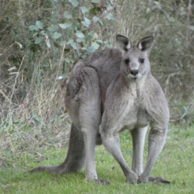 Macropus giganteus (Eastern Grey Kangaroo) at Jerrabomberra Creek - 16 Jul 2022 by Steve_Bok