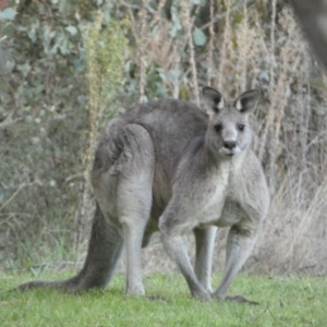 Macropus giganteus at Jerrabomberra, NSW - 16 Jul 2022 05:53 PM