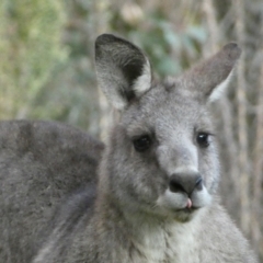 Macropus giganteus at Jerrabomberra, NSW - 16 Jul 2022