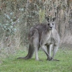 Macropus giganteus at Jerrabomberra, NSW - 16 Jul 2022