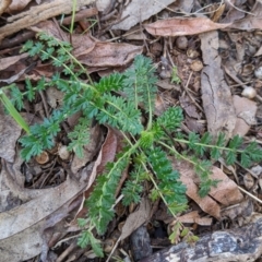 Acaena (genus) (A Sheep's Burr) at Watson, ACT - 16 Jul 2022 by AniseStar