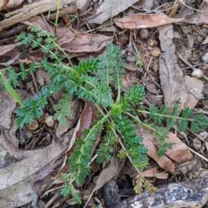 Acaena (genus) at Watson, ACT - 16 Jul 2022 09:02 AM