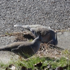 Ocyphaps lophotes (Crested Pigeon) at McKellar, ACT - 7 Jul 2022 by Birdy