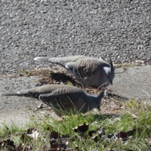 Ocyphaps lophotes at McKellar, ACT - 7 Jul 2022