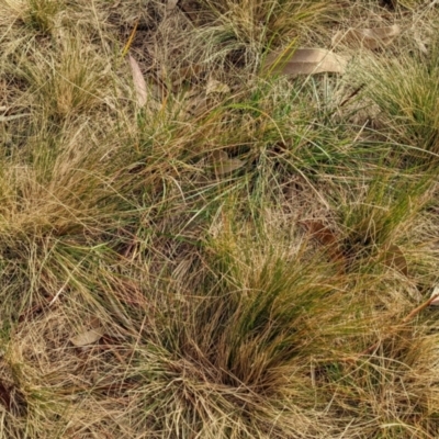 Austrostipa scabra (Corkscrew Grass, Slender Speargrass) at Watson, ACT - 15 Jul 2022 by AniseStar