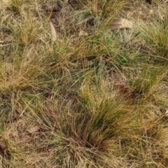 Austrostipa scabra (Corkscrew Grass) at Watson, ACT - 15 Jul 2022 by AniseStar