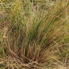 Austrostipa scabra at Watson, ACT - 16 Jul 2022 09:11 AM