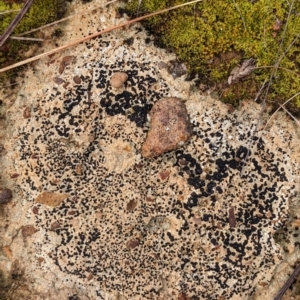 Lichen - crustose at Watson, ACT - 16 Jul 2022
