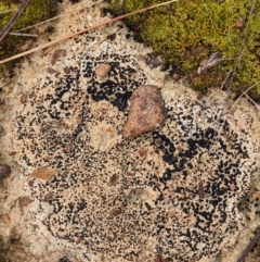 Lichen - crustose at Watson, ACT - 15 Jul 2022 by AniseStar