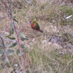 Platycercus elegans (Crimson Rosella) at Wodonga - 16 Jul 2022 by Darcy